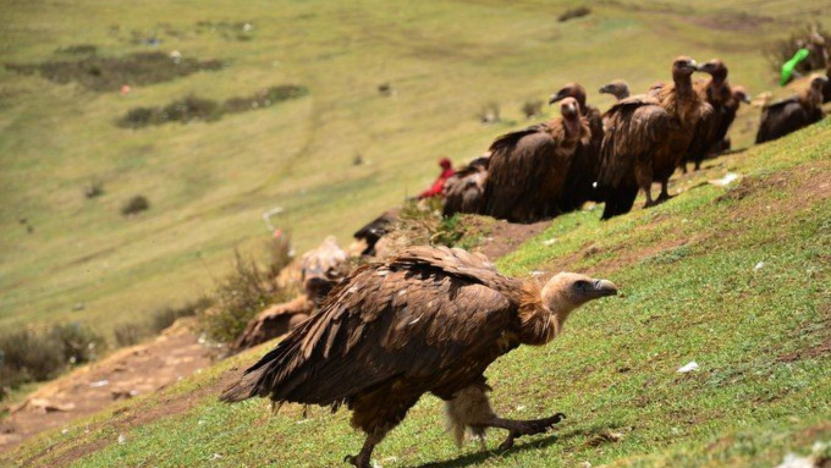 Tibetan Sky Burial Tradition